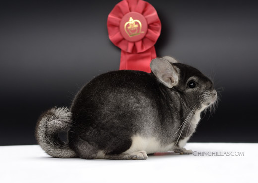 Feature Image for Show Quality Chinchillas
